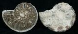 / Mammites Nodosoides Ammonite - Morocco #3999-1